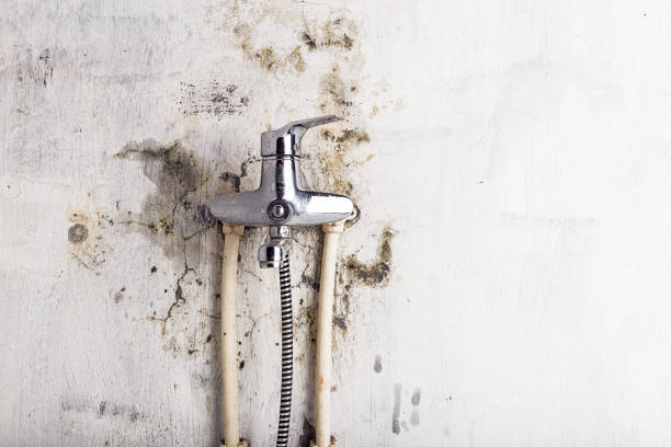 Best Local Mold Removal Service  in Sand Lake, MI