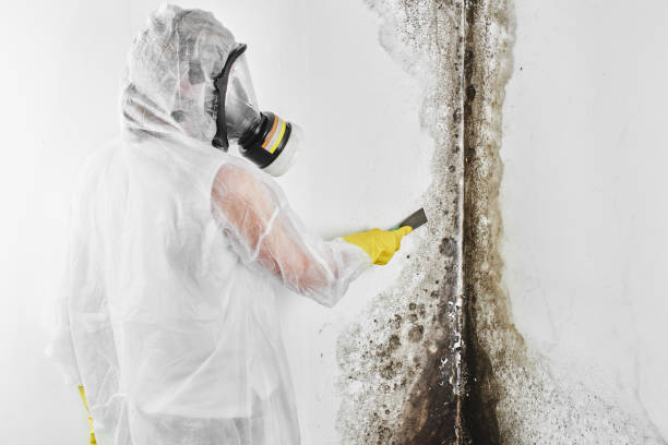 Sand Lake, MI Mold Removal Company
