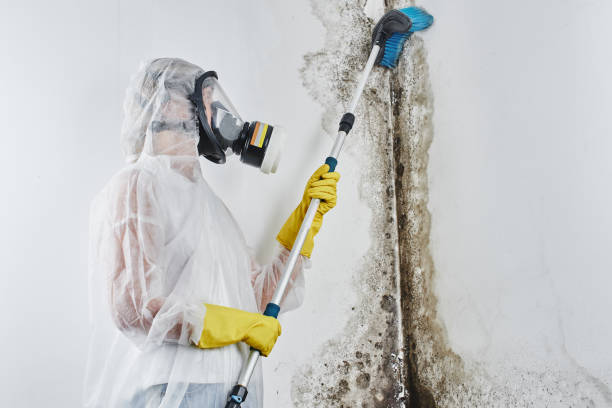 Best Fast Mold Removal  in Sand Lake, MI
