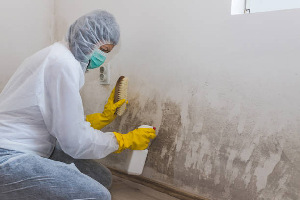 Best Residential Mold Removal  in Sand Lake, MI