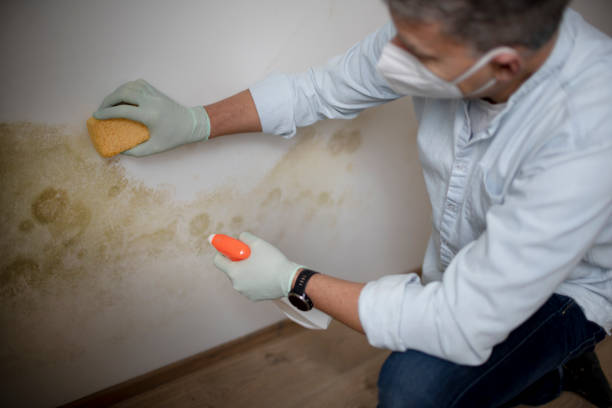 Best Affordable Mold Removal  in Sand Lake, MI