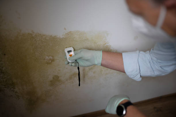 Best Best Mold Removal Companies  in Sand Lake, MI