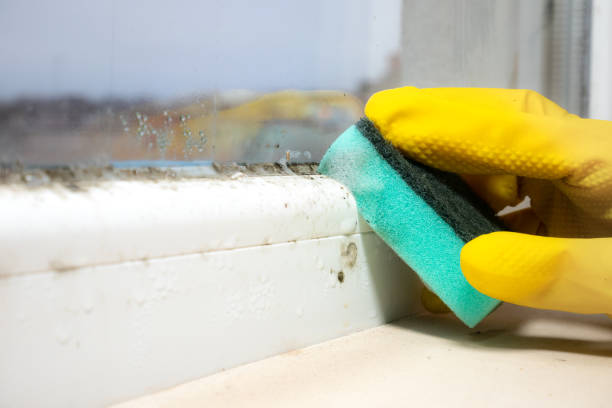 Best Mold Testing  in Sand Lake, MI
