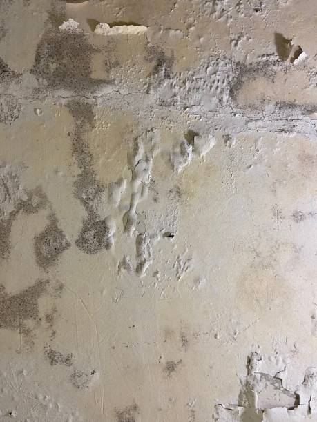 Best Toxic Mold Removal  in Sand Lake, MI