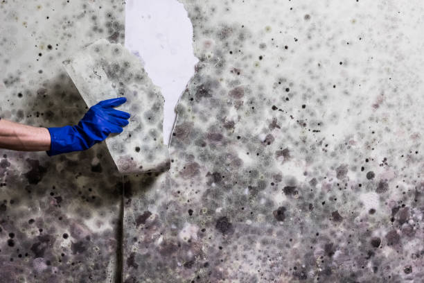 Best Mold Removal Specialists  in Sand Lake, MI